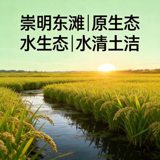 【东滩绿港】东滩鸭稻米（2.5kg真空包装） 商品图2