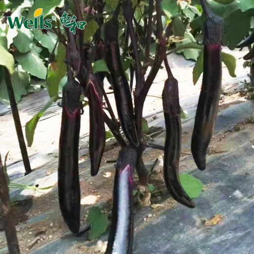 「专业种子」沪茄316 茄子杂交种子 早熟，无限生长型，株生长势强 商品图0