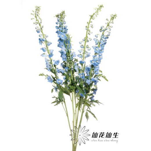 配花 | 大飞燕浅蓝 商品图1