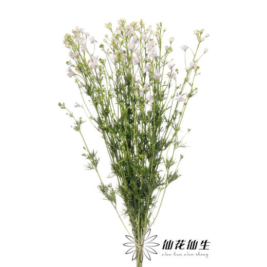 配花 | 小飞燕粉色 商品图1