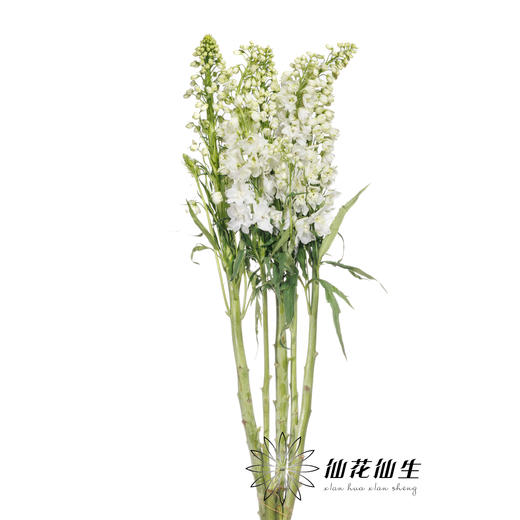 配花 | 大飞燕白色 商品图1