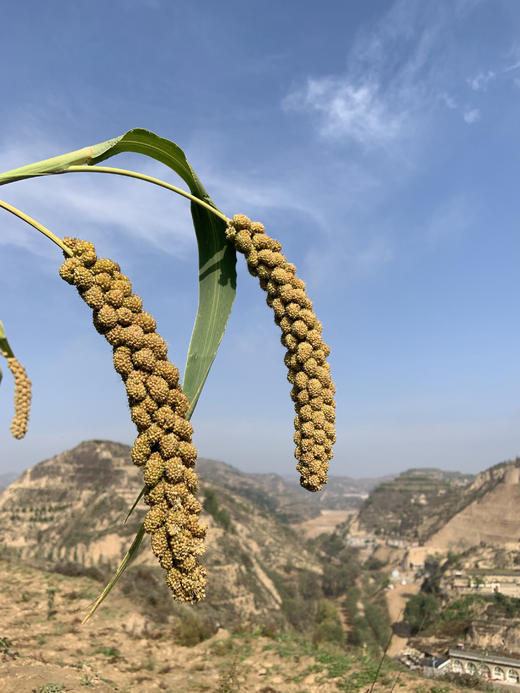 「油香油香的！」陕北米脂特级黄小米（2025年新米） txa 商品图4