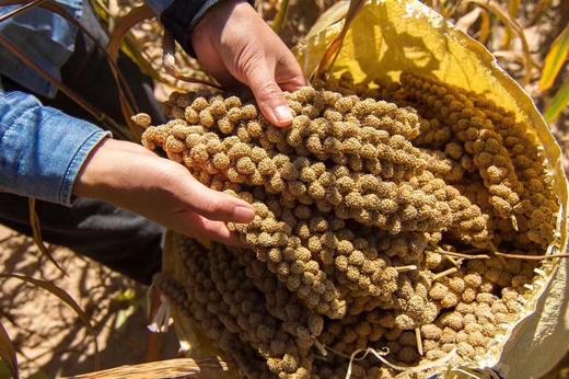 「油香油香的！」陕北米脂特级黄小米（2025年新米） txa 商品图5