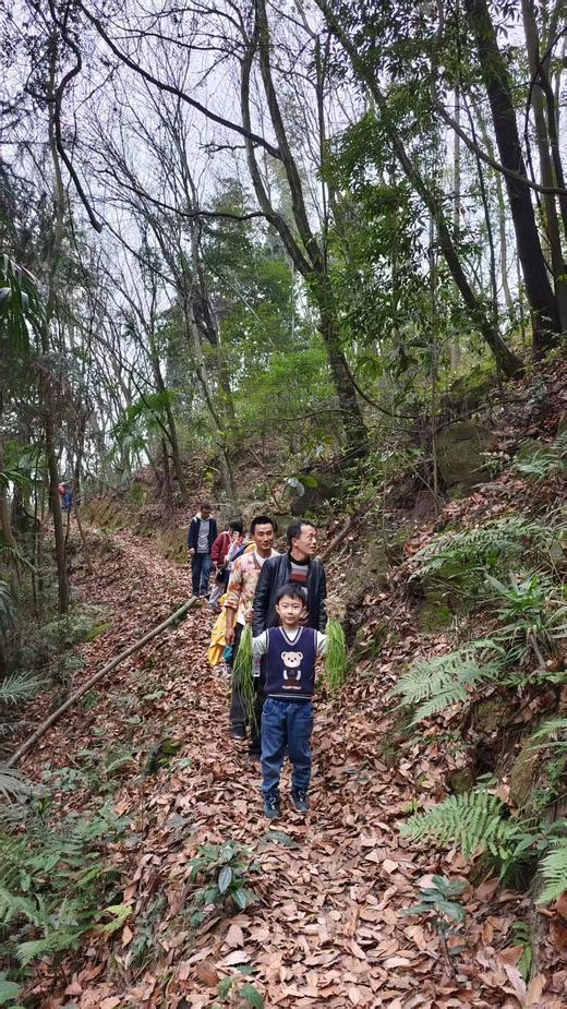 3.14/3.15/4.1/4.2每周一山，亲子徒步！去葛仙山挖野菜，野葱、蕨菜，寻找野生羊肚菌，春日限定美景，趣享自然野趣，走邛崃茶马古道，野生小众路线，人少环境清幽 商品图1