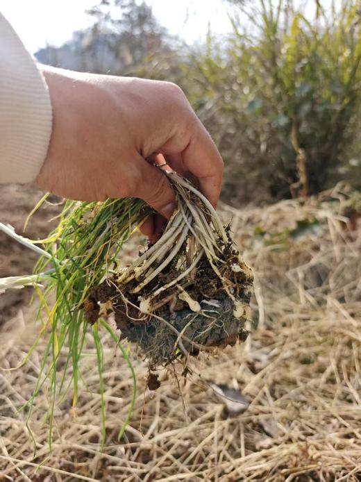 3.14/3.15/4.1/4.2每周一山，亲子徒步！去葛仙山挖野菜，野葱、蕨菜，寻找野生羊肚菌，春日限定美景，趣享自然野趣，走邛崃茶马古道，野生小众路线，人少环境清幽 商品图2