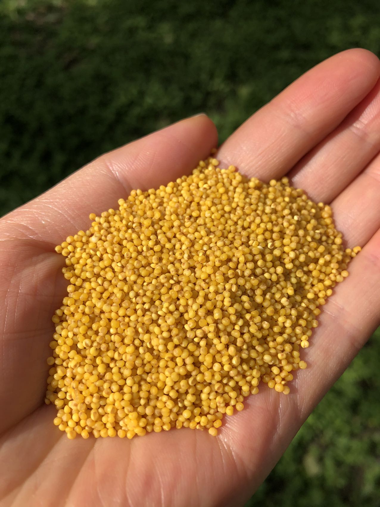 「油香油香的！」陕北米脂特级黄小米（2025年新米） txa