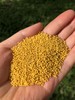「油香油香的！」陕北米脂特级黄小米（2025年新米） txa 商品缩略图0