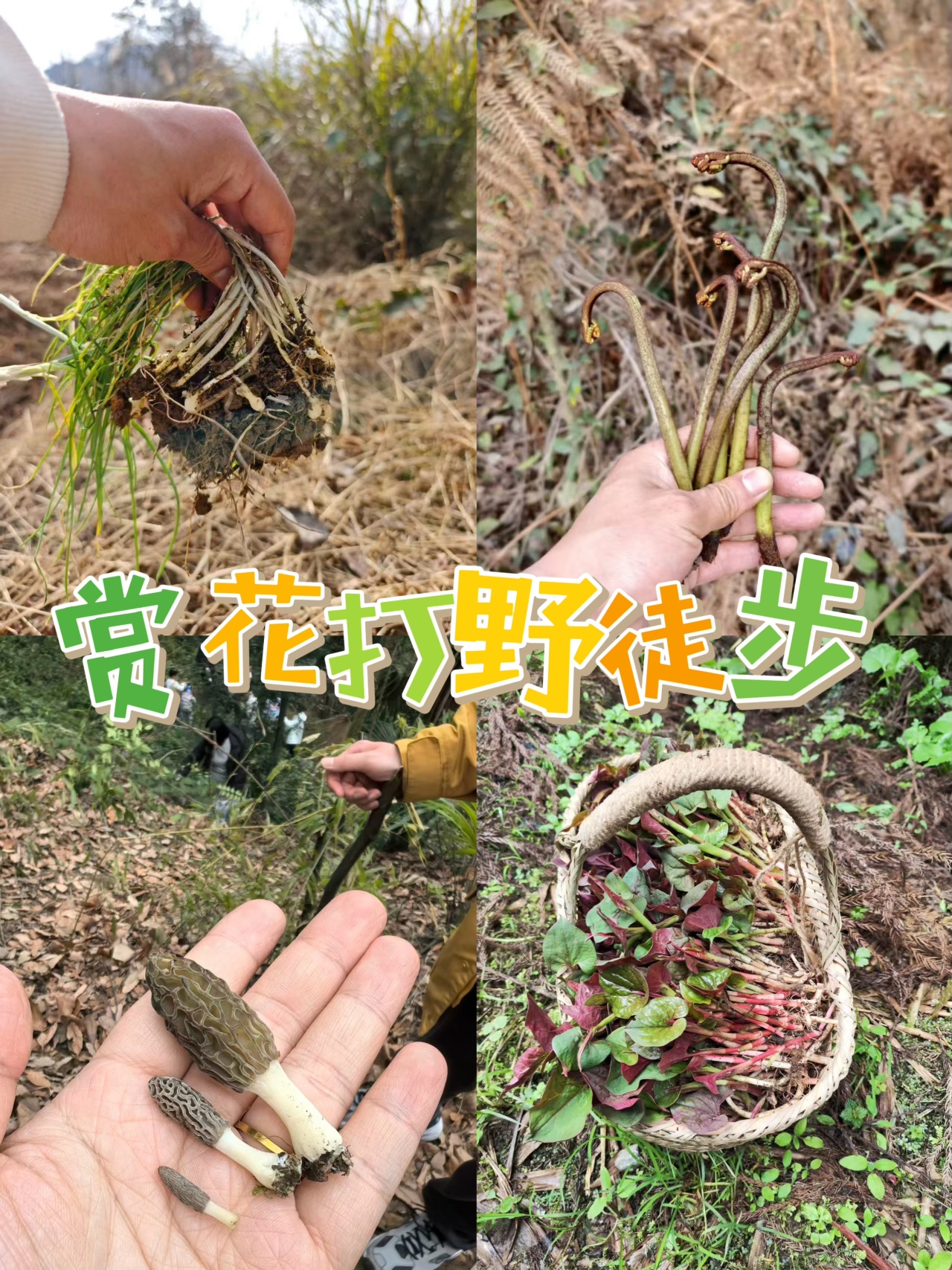 3.14/3.15/4.1/4.2每周一山，亲子徒步！去葛仙山挖野菜，野葱、蕨菜，寻找野生羊肚菌，春日限定美景，趣享自然野趣，走邛崃茶马古道，野生小众路线，人少环境清幽