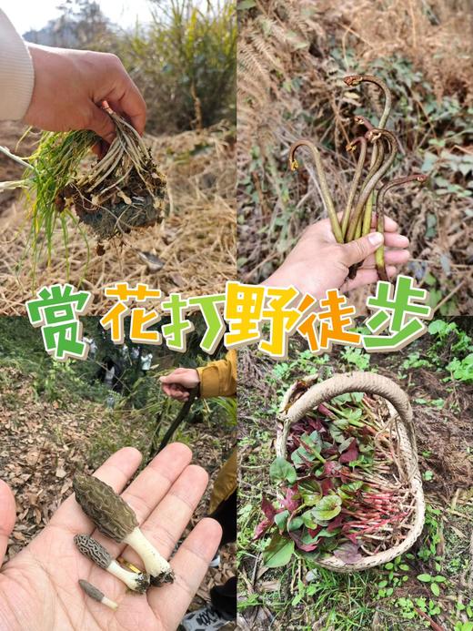3.14/3.15/4.1/4.2每周一山，亲子徒步！去葛仙山挖野菜，野葱、蕨菜，寻找野生羊肚菌，春日限定美景，趣享自然野趣，走邛崃茶马古道，野生小众路线，人少环境清幽 商品图0