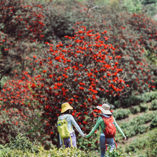 4天【贵州百里杜鹃】百里杜鹃野线+网红羊皮洞+乌江密道轻徒步 商品图3