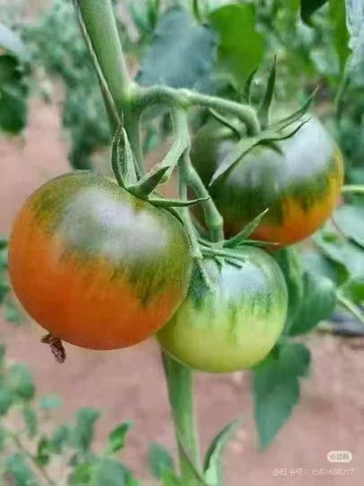 周二取货：【碱地草莓西红柿】一盒9两左右，酸甜清爽，一口爆汁，童年番茄味。 商品图2