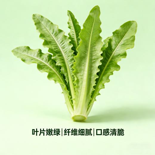 油麦菜（1份，约500g） 商品图1