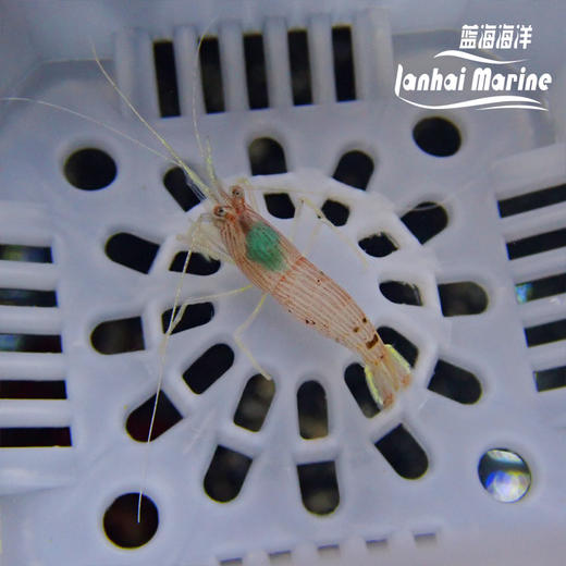 金脚薄荷虾 商品图4