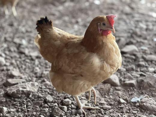 【撒欢谷农场】新鲜山鸡鸡蛋 散养 营养新鲜 生态自然 （限北京） 商品图1