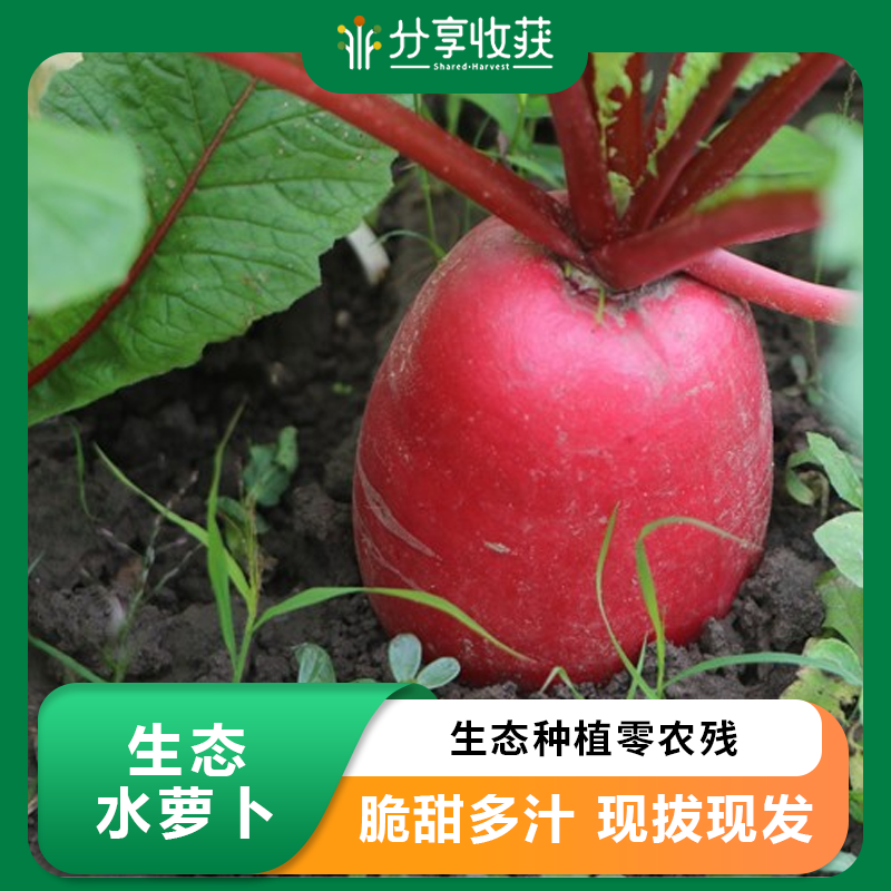 生态水萝卜 |石嫣农场