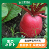 生态水萝卜 |石嫣农场 商品缩略图0