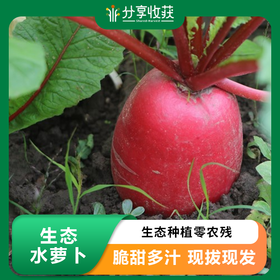 生态水萝卜 |石嫣农场