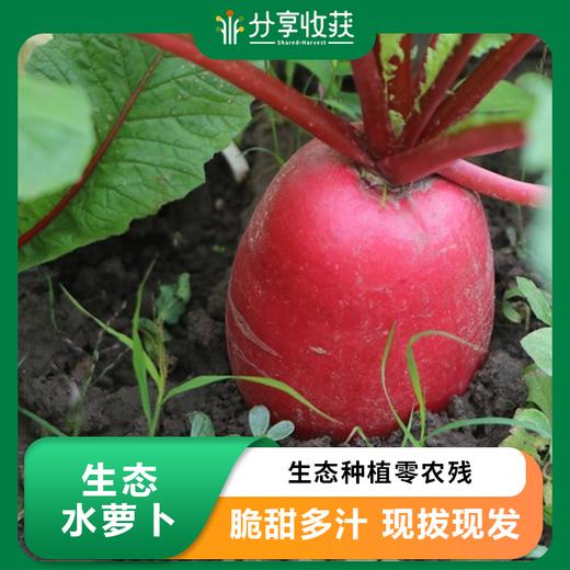 生态水萝卜 |石嫣农场 商品图0