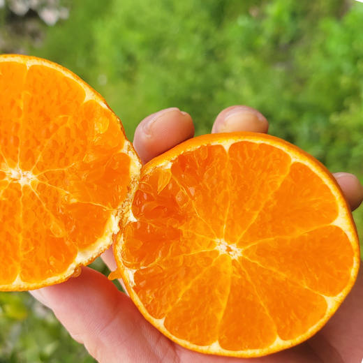 四川汉源阿斯蜜明日见柑橘  顺丰/京东发货 商品图4