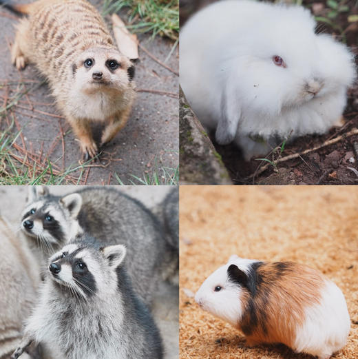 昆明周边｜青龙峡雨林徒步一日游！独家野生徒步新路线！每天可出发，亲子成人都可去，萌宠互动/秘境皮划艇/森林野餐/树攀体验/山野秘境中徒步，适合5岁-12岁的亲子家庭～五一端午路线提前预定！ 商品图7