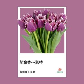  【新品推荐】春日限定｜方德郁金香新品图鉴