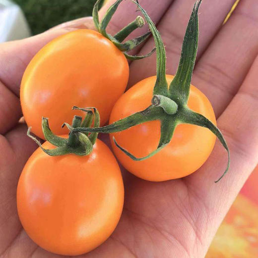 香芒皇后小番茄，很甜，净果1.8斤/箱 商品图0