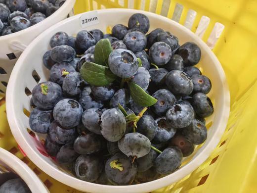 花香蓝莓（桶装）仅限衢州地区 商品图3