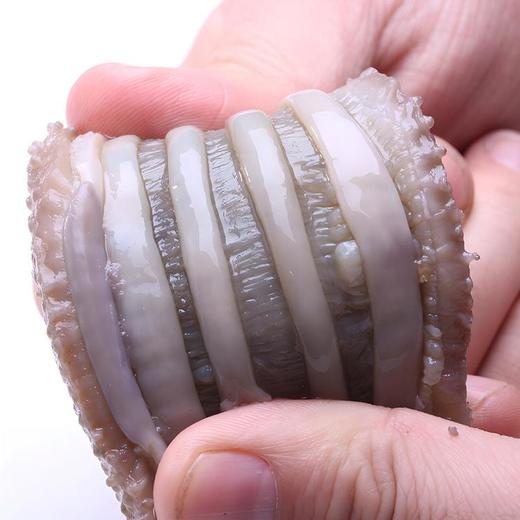 鲜食海参 | 源自北纬39°黄金海域 8-10头超大规格 自然底播 肉质肥厚 个头均匀饱满 参刺坚挺粗壮 肉质紧实不松散 商品图1