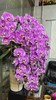 高端蝴蝶兰盆栽12支 商品缩略图1