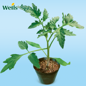 「专业种子」艾斯 番茄专用砧木品种 综合抗病非常强，能明显提高接穗产量