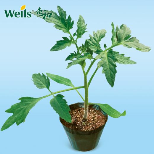 「专业种子」艾斯 番茄专用砧木品种 综合抗病非常强，能明显提高接穗产量 商品图0