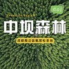 【成都出发丨白鹿小镇+中坝森林一日游】森系秘境 × 法式童话，一日撞进浪漫里 商品缩略图0