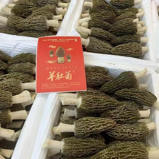 新鲜羊肚菌礼盒 商品图4