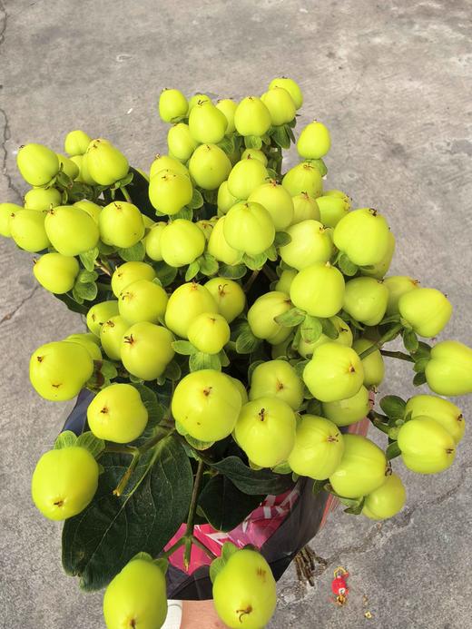 进口绿豆一扎10支 商品图4