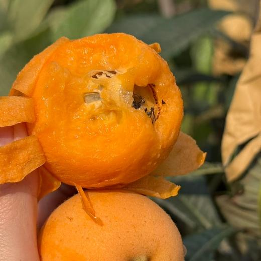 米易枇杷 | 正宗攀枝花米易枇杷 果大肉硬 脆甜多汁 1600米高原种植 不催熟不打膨大剂 自然成熟好味道 商品图3