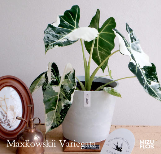 白锦天鹅绒海芋 Frydek Variegata（北京闪送） 商品图0