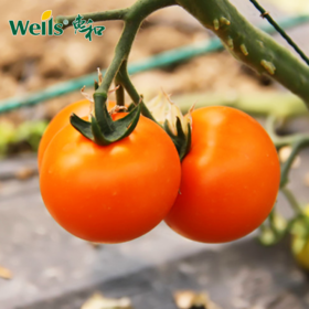 「专业种子」黄小丫 番茄杂交种子 无限生长型，长势旺盛，耐病性较好，果重约40g