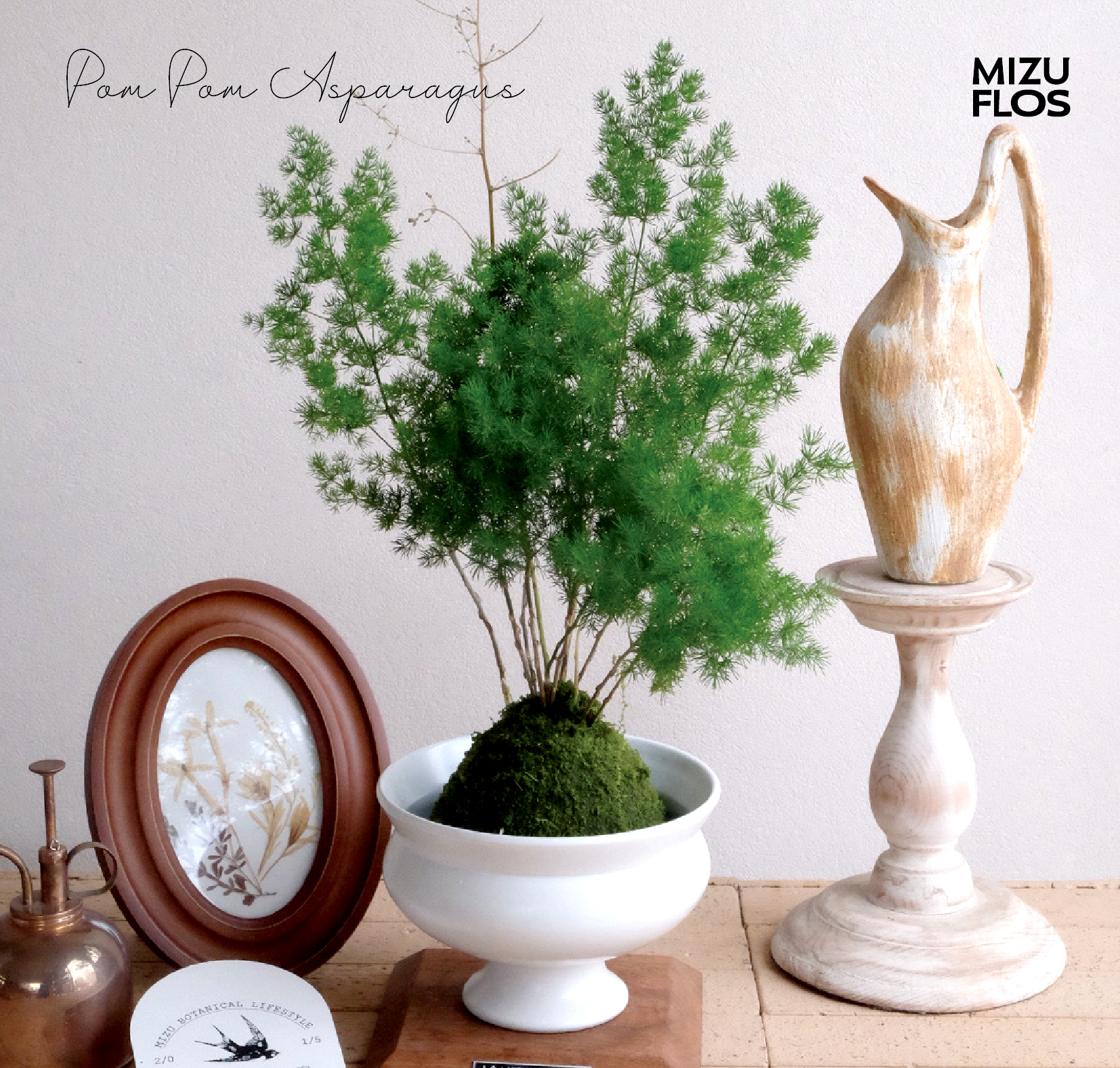 日式苔玉蓬莱松-全国包邮