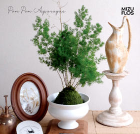 日式苔玉蓬莱松-全国包邮