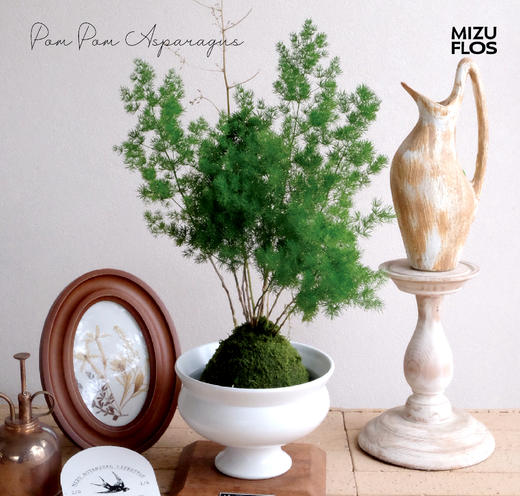 日式苔玉蓬莱松-全国包邮 商品图0