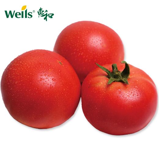 「专业种子」粉利得 番茄杂交种子 粉色无限生长型，长势强劲，果重220-250g 商品图0