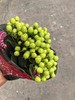 进口绿豆一扎10支 商品缩略图1