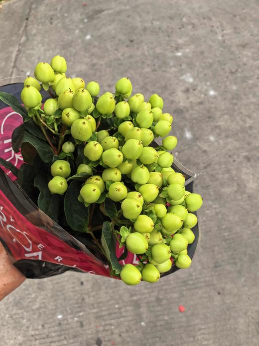 进口绿豆一扎10支 商品图1