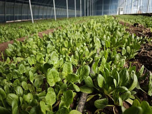 撒欢谷农场 鲜蛋蔬菜家庭套餐（30 枚鸡蛋 + 5 斤时令蔬菜） 商品图3