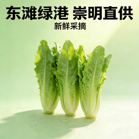 油麦菜（1份，约500g）
