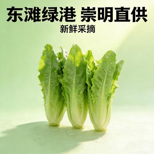 油麦菜（1份，约500g） 商品图0