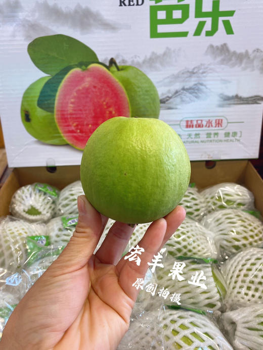 【宏丰精选】 红心芭乐，珍珠翻石榴 孕妇与老人水果 放软的口会更好，活动价15.8一斤 商品图12