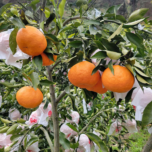 四川汉源阿斯蜜明日见柑橘  顺丰/京东发货 商品图5