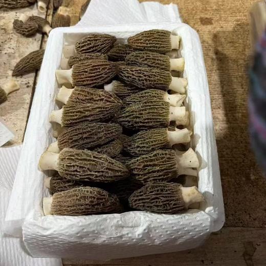 新鲜羊肚菌礼盒 商品图0