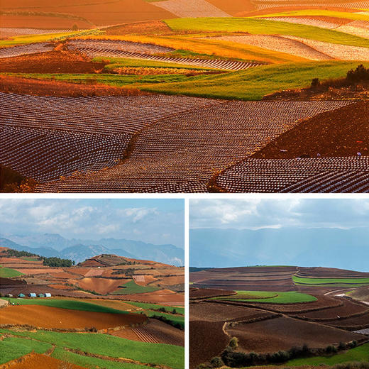 6天【梦幻云南】螺髻温泉瀑布、元谋土林、东川红土地、建昌古城、昆明·西昌蓝花楹、凤凰花、索玛花、高山杜鹃 商品图2